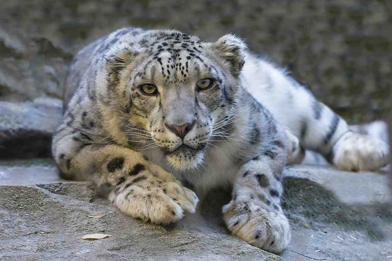 léopard des neiges, regarder fixement inclinable, au sol
