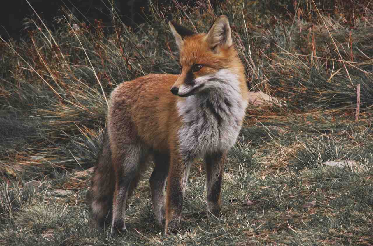 fox, camouflage, automne